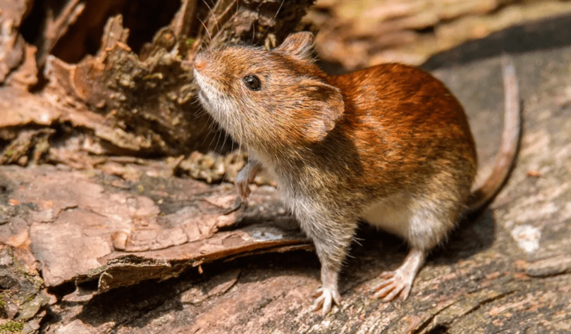 Qué es el hantavirus y cómo se transmite: crece la preocupación sanitaria en&nbsp;Perú