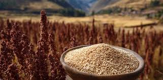 Productores de quinua buscan ampliar consumo interno en&nbsp;Perú