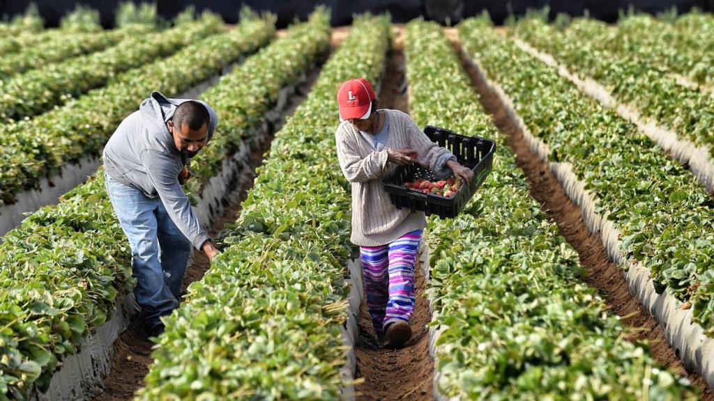 La agricultura urbana gana espacio en distritos de&nbsp;Lima